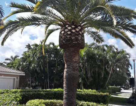CK-Tree-Service-Delray-Boynton-Boca-Raton-Tree-Trimming-Tree-Removal-Stump-Grinding-13-1-scaled