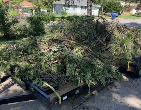 Tree Removal junk