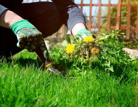 Weed Control & Dethatching